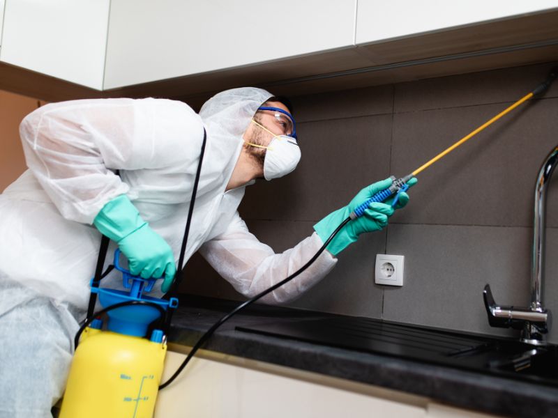 SEO Tactics for Pest Control Businesses