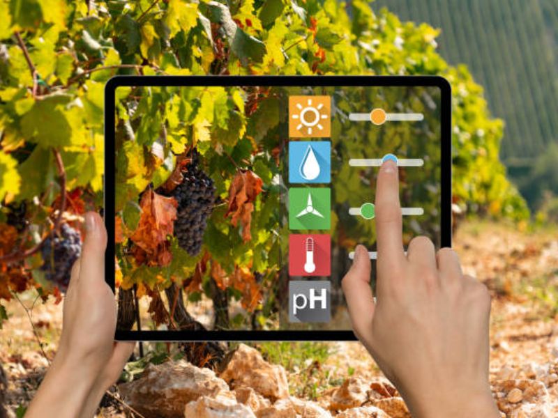 Wine and Web Mastering SEO for Effective Winery Marketing