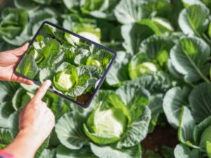 Digital Marketing for Agriculture 5 Ways to Boost Sales