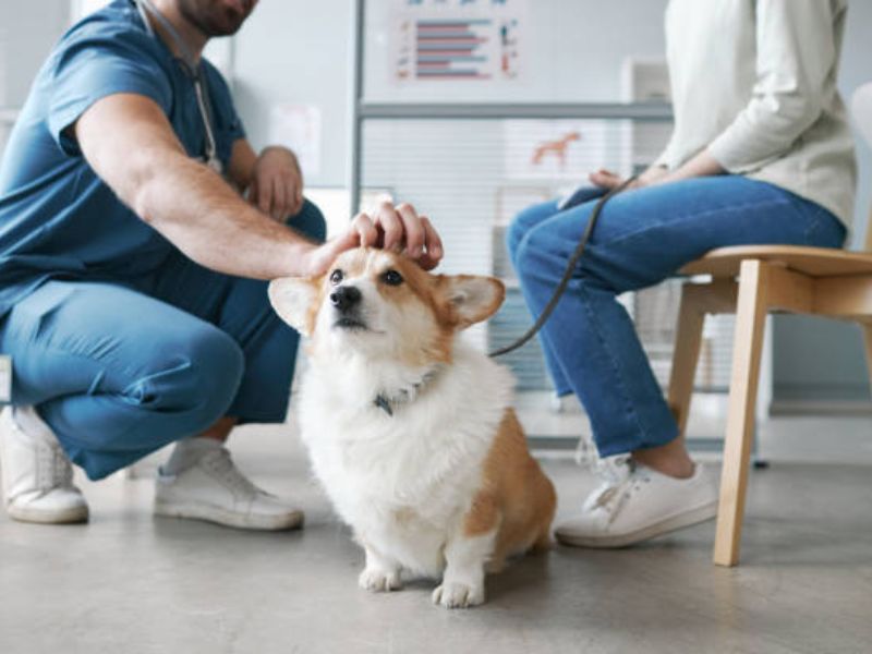 Strategic Digital Marketing for Modern Veterinary Practices