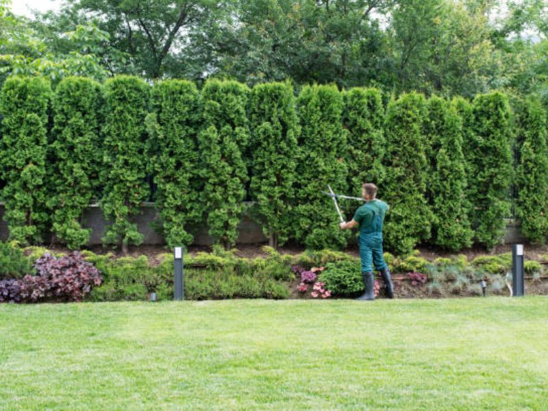 Effective SEO for Tree Care Services