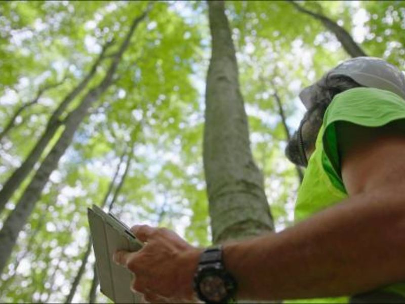 SEO Strategies for Tree Care Businesses